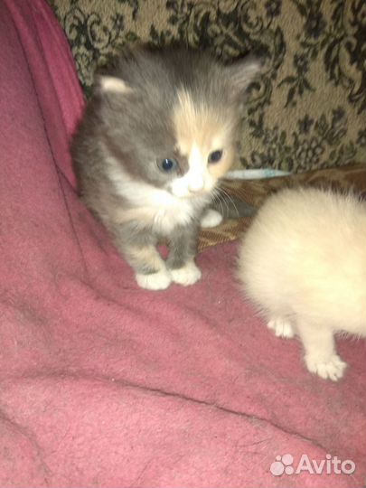 Трехцветная кошка