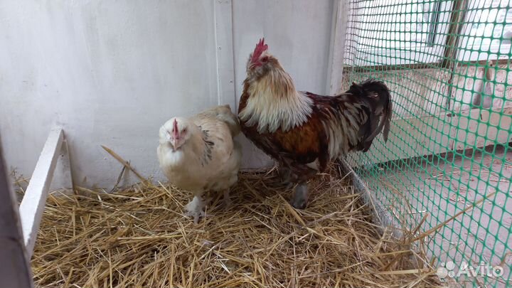 Инкубационное яйцо и цыплята мясо-яичных пород кур