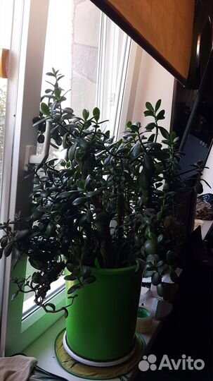 Денежное дерево толстянка крассула