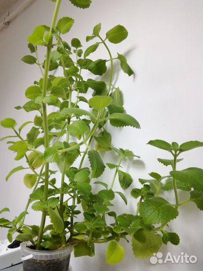 Комнатная мята