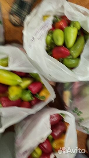 Перец болгарский