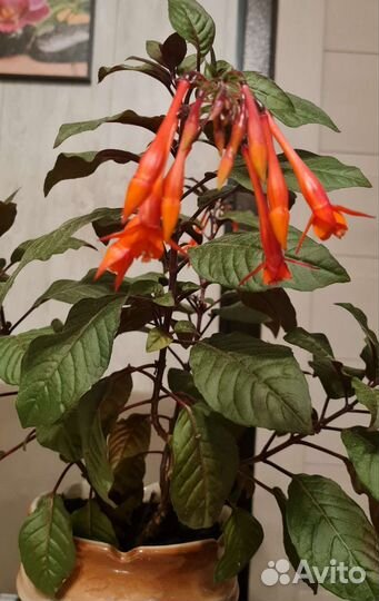 Фуксия Обмен