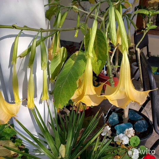 Бругмансия