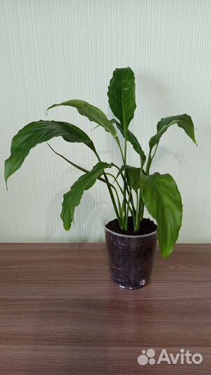 Спатифиллум