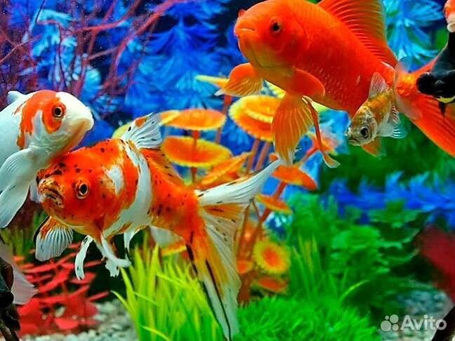 Обслуживание и чистка аквариума