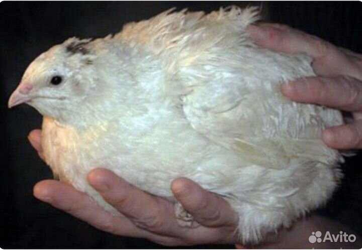 Яйцо перепелов белый гигант, феникс утяжеленный