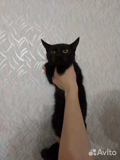 В добрые руки котики