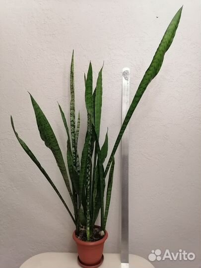 Сансевиерия