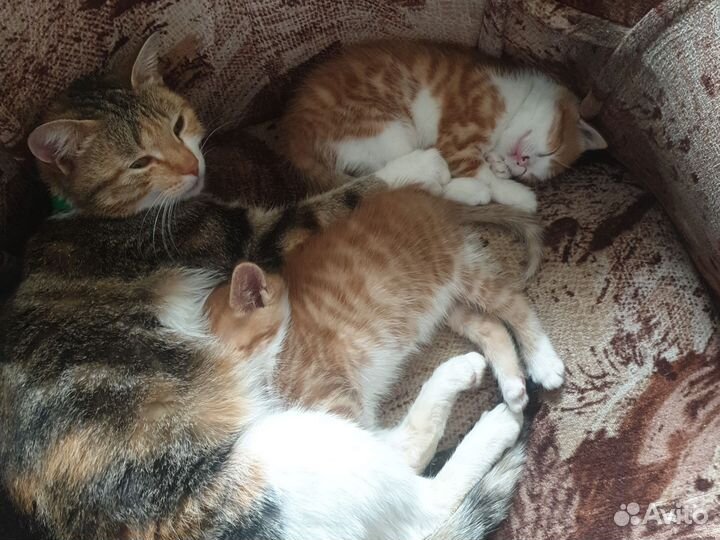 Кошки в добрые руки бесплатно