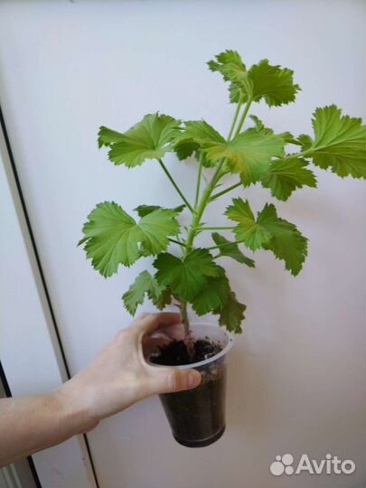 Королевская пеларгония взрослое растение