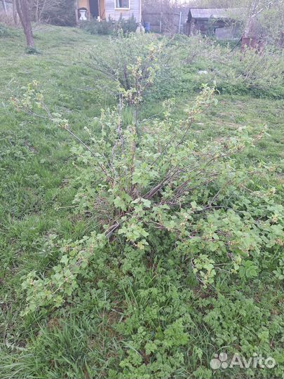 Черная смородина