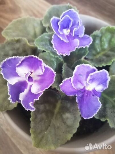 Фиалка в горшке