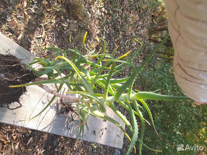 Алоэ столетник