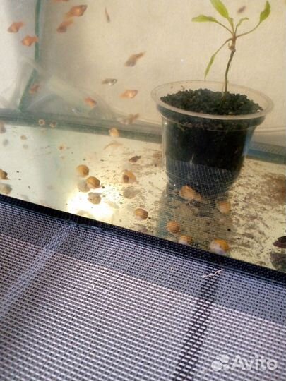 Пецилии и улитки ампулярии