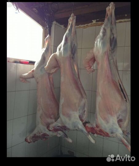 Ягнятина, Баранина мясом и живым весом