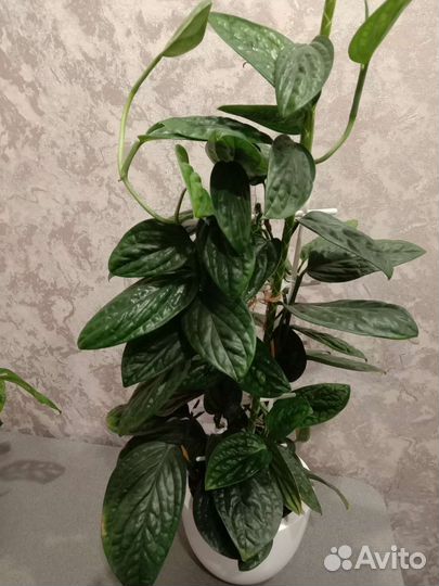 Монстера, эпипремнум, сциндапсус