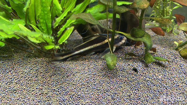 Сомик Платидорас