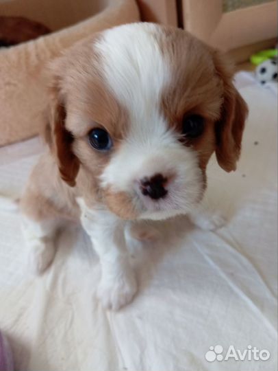 Кавалер кинг чарльз спаниеля щенки