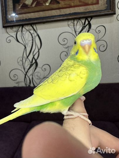 Волнистые попугаи домашнего разведения