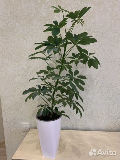 Шефлера с кашпо