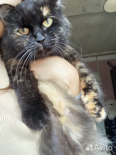 Отдам кошку в добрые руки