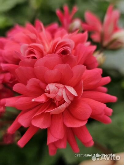 Пеларгония герань