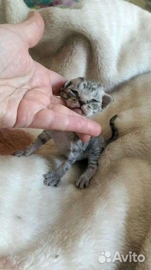 Кошки Обнимашки