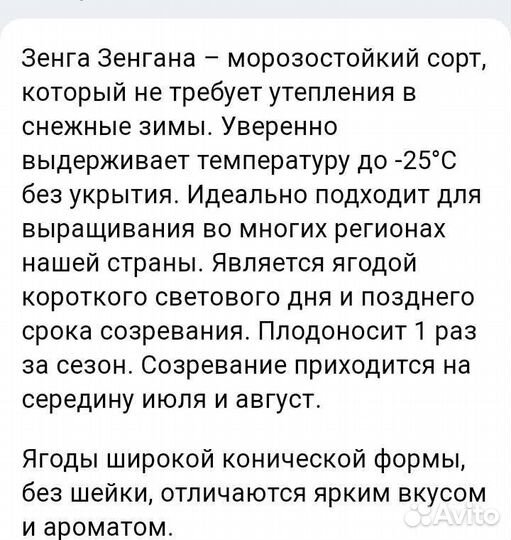 Клубника ремонтантная