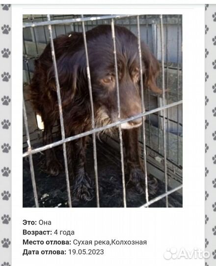 Чья собака в отлове. Сухая Река