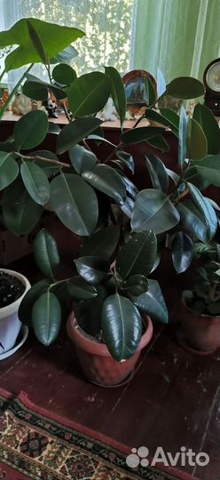 Фикус каучуконосный