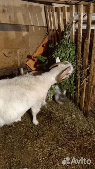 Козы и козлята