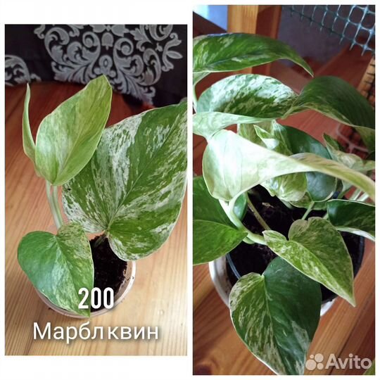 Комнатные растения арека