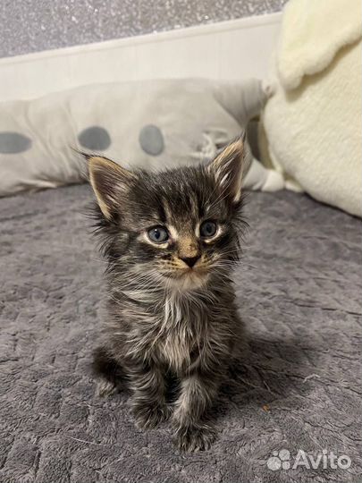 Котята мейн-кун