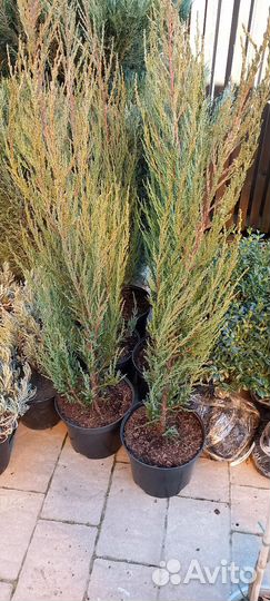 Можжевельник