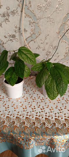 Комнатные цветы