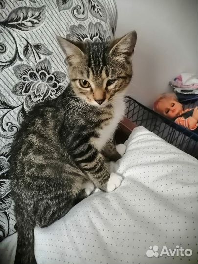 Котёнок
