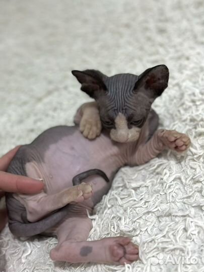 Канадский сфинкс