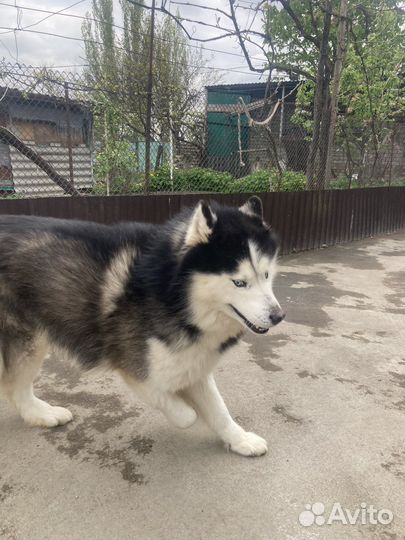 Сибирский хаски