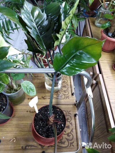 Филодендроны