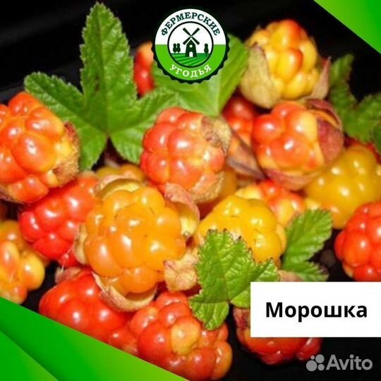Морошка свежемороженая