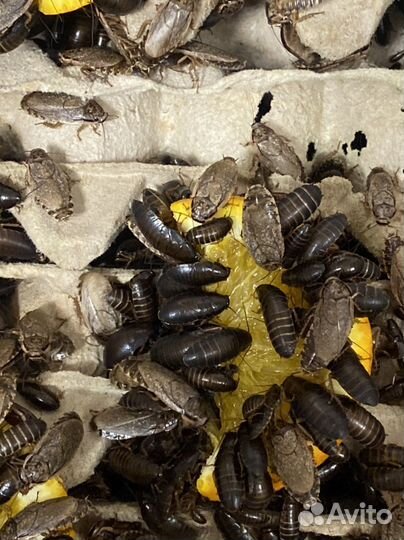 Кормовые насекомые, мраморный таракан