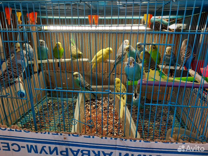 Попугаи волнистые, неразлучники, кореллы, ожерелов