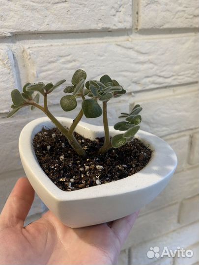 Комнатные растения в кашпо