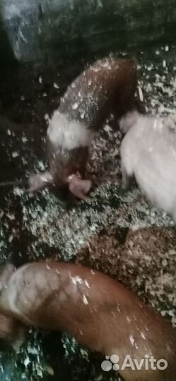 Продаю поросят