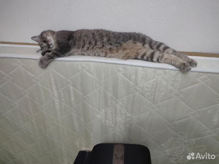 Кошечка Британка