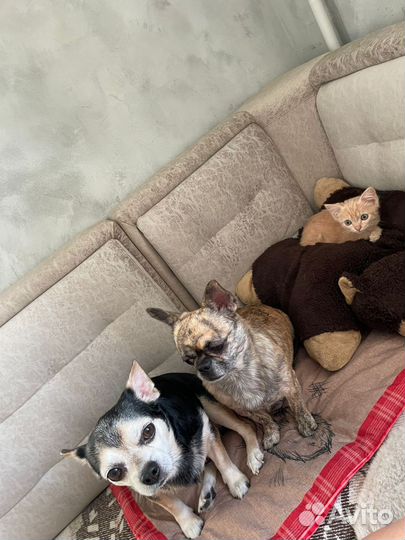 Котенок 2 мес