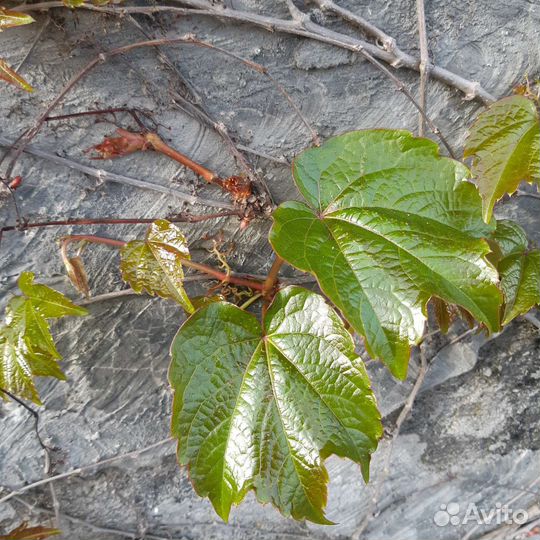 Лианы, Плющ