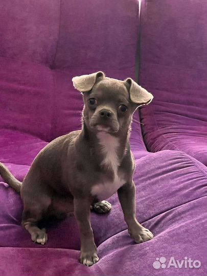 Вязка чихуахуа