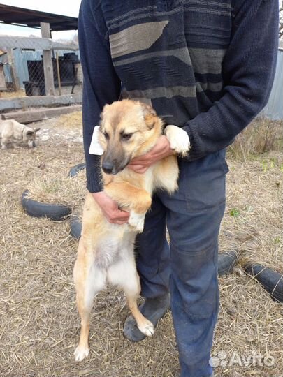 Щенок-подросток, девочка, 10 мес