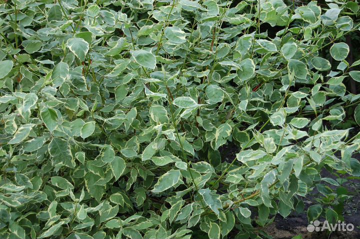 Саженцы дёрена 